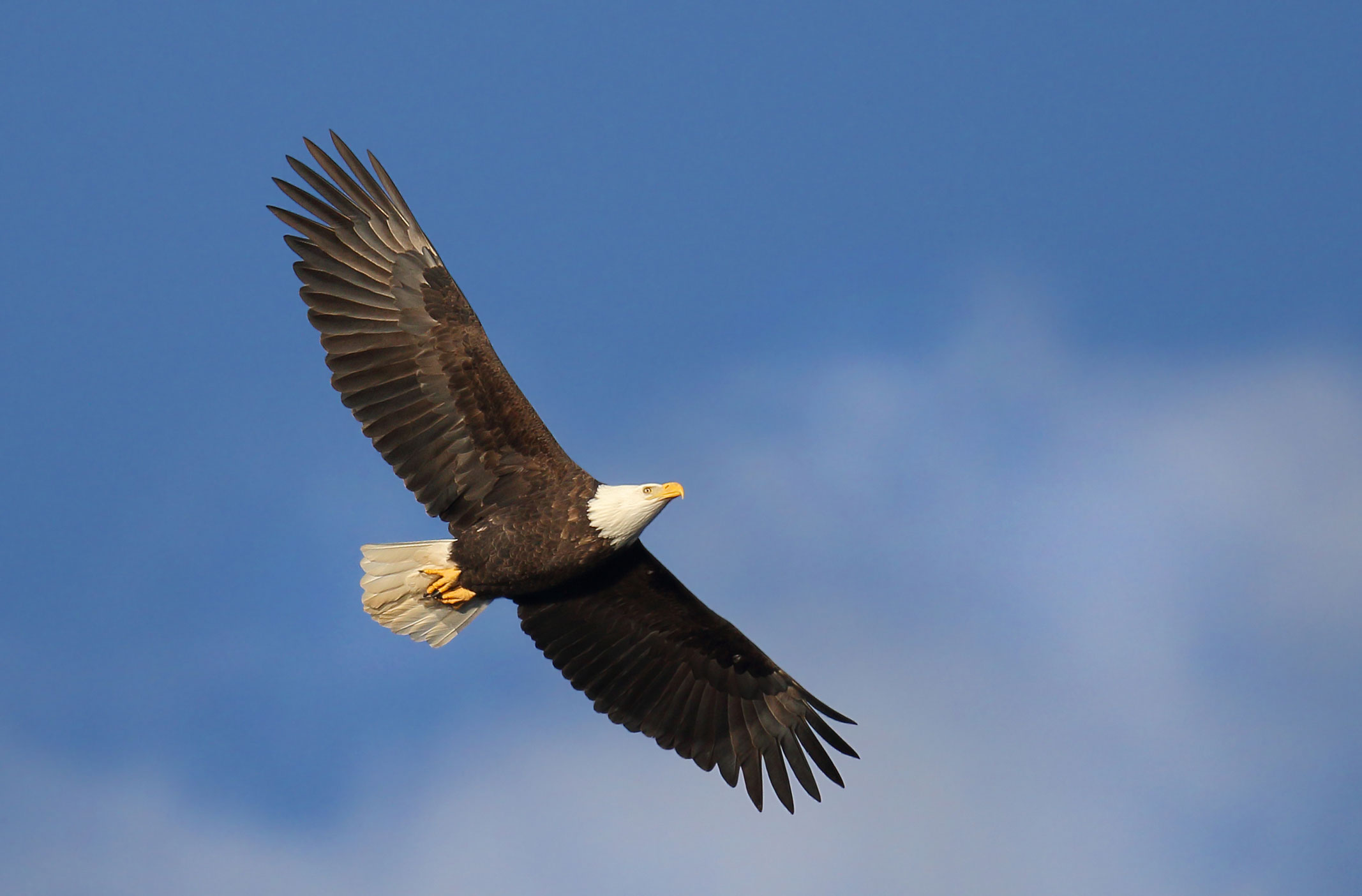 header_eagle_high – Newcastle School of Prophets